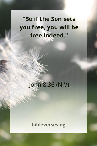 John 8:36 (NIV)